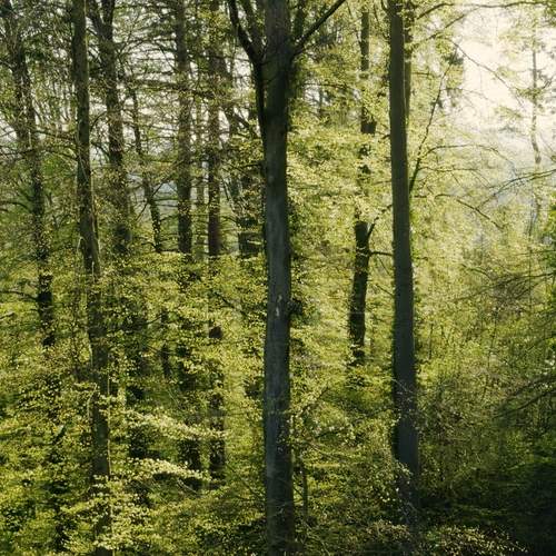 Image of Rebranding für Holdener Naturgartenbau – «Form follows Flora» als Leitmotiv
